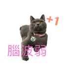 cat....！（個別スタンプ：19）