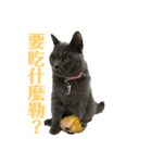 cat....！（個別スタンプ：20）