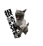 cat....！（個別スタンプ：22）