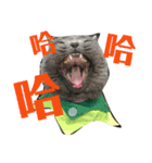 cat....！（個別スタンプ：23）