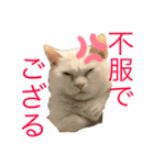 白猫のリアル。（個別スタンプ：1）