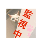 白猫のリアル。（個別スタンプ：2）