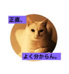 白猫のリアル。（個別スタンプ：3）