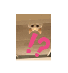 白猫のリアル。（個別スタンプ：4）