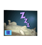 白猫のリアル。（個別スタンプ：5）