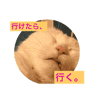 白猫のリアル。（個別スタンプ：6）