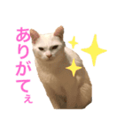 白猫のリアル。（個別スタンプ：8）
