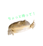 ウパ＆バジェット（個別スタンプ：3）
