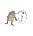 ウパ＆バジェット（個別スタンプ：4）