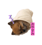 可愛い タヌちゃんのスタンプ（個別スタンプ：3）