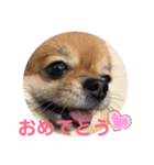 可愛い タヌちゃんのスタンプ（個別スタンプ：8）