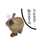 ちがいのわかるうさぎ(反逆編)（個別スタンプ：3）