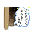 ちがいのわかるうさぎ(反逆編)（個別スタンプ：5）