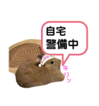 ちがいのわかるうさぎ(反逆編)（個別スタンプ：9）