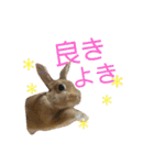 ちがいのわかるうさぎ(反逆編)（個別スタンプ：17）