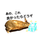 ちがいのわかるうさぎ(反逆編)（個別スタンプ：27）