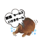 ちがいのわかるうさぎ(反逆編)（個別スタンプ：31）