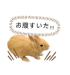 ちがいのわかるうさぎ(反逆編)（個別スタンプ：37）