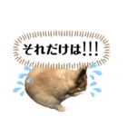 ちがいのわかるうさぎ(反逆編)（個別スタンプ：38）