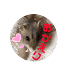 ハムちゃんズの 笑笑 ご挨拶（個別スタンプ：6）