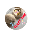 ハムちゃんズの 笑笑 ご挨拶（個別スタンプ：8）