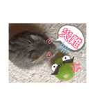 ハムちゃんズの 笑笑 ご挨拶（個別スタンプ：11）