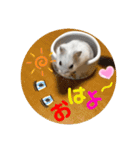 ハムちゃんズの 笑笑 ご挨拶（個別スタンプ：13）