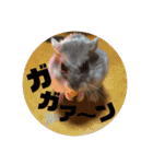 ハムちゃんズの 笑笑 ご挨拶（個別スタンプ：24）