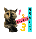 サビ猫アバラー2（個別スタンプ：29）