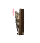 武蔵小次郎おまけの姫ちゃん part.2（個別スタンプ：10）
