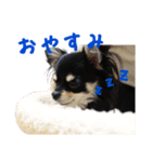 チワワのレンちゃん（個別スタンプ：1）