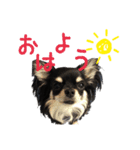 チワワのレンちゃん（個別スタンプ：5）