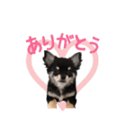 チワワのレンちゃん（個別スタンプ：6）
