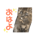 山葵嬢スタンプ～幼少期編～（個別スタンプ：1）