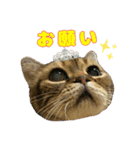 保護猫さんスタンプ【vol.3】（個別スタンプ：15）