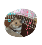 ハムスター兄弟の日常（個別スタンプ：3）