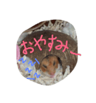 ハムスター兄弟の日常（個別スタンプ：4）
