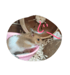 ハムスター兄弟の日常（個別スタンプ：6）