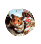 ハムスター兄弟の日常（個別スタンプ：8）