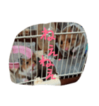 ハムスター兄弟の日常（個別スタンプ：9）