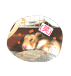 ハムスター兄弟の日常（個別スタンプ：16）