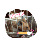 ハムスター兄弟の日常（個別スタンプ：19）