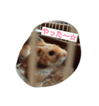 ハムスター兄弟の日常（個別スタンプ：24）