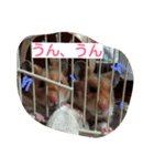 ハムスター兄弟の日常（個別スタンプ：26）