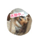 ハムスター兄弟の日常（個別スタンプ：27）