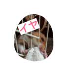 ハムスター兄弟の日常（個別スタンプ：32）