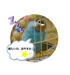 セキセイインコ日常会話スタンプ（個別スタンプ：3）