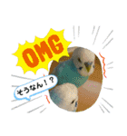 セキセイインコ日常会話スタンプ（個別スタンプ：4）