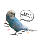 セキセイインコ日常会話スタンプ（個別スタンプ：6）