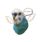 セキセイインコ日常会話スタンプ（個別スタンプ：7）